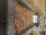 image of grave number 835301